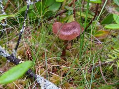 Cortinarius davemallochii