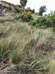 Watsonia densiflora