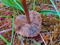 Cortinarius davemallochii