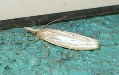 Crambus perlella