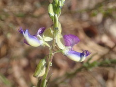 Polygala uncinata