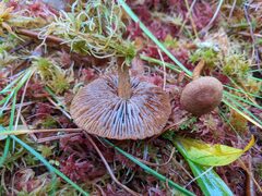 Cortinarius davemallochii