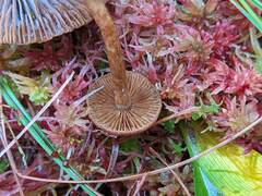 Cortinarius davemallochii