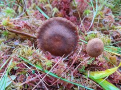 Cortinarius davemallochii