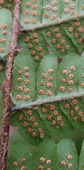 Dryopteris affinis borreri