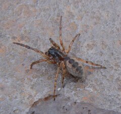 Segestria senoculata