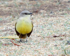 Machetornis rixosa