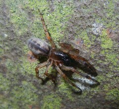 Segestria senoculata