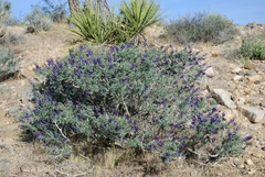 Psorothamnus arborescens minutifolius