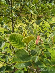 Alnus acuminata