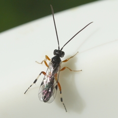 Pimplinae