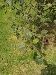 Alnus acuminata