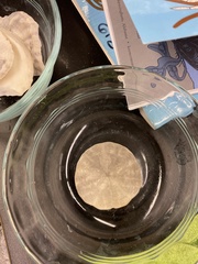 Echinarachnius parma