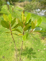 Anacardium occidentale