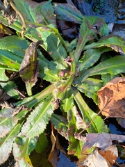 Micranthes micranthidifolia