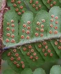 Dryopteris affinis borreri