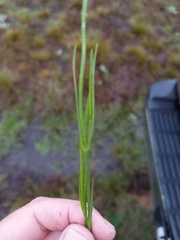Kohautia amatymbica