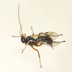 Pimplinae