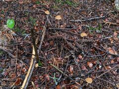 Conocybe filipes