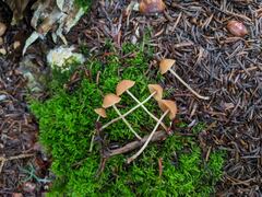Conocybe filipes