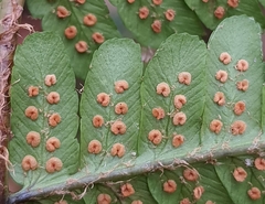 Dryopteris affinis borreri