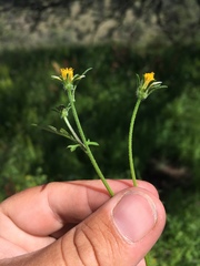 Bidens tenuisecta