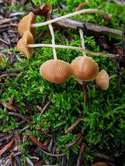 Conocybe filipes