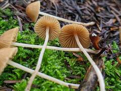 Conocybe filipes