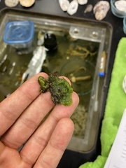 Halichondria panicea