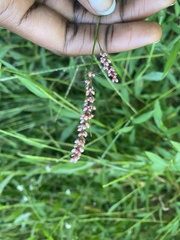 Persicaria decipiens