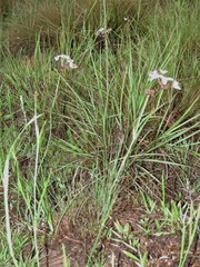 Kohautia amatymbica