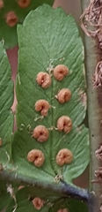 Dryopteris affinis borreri