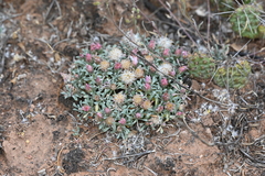 Antennaria dimorpha