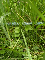 Hydrocotyle