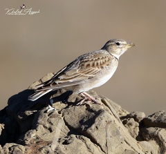Melanocorypha calandra