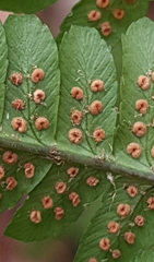 Dryopteris affinis borreri