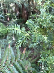 Prumnopitys ferruginea
