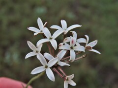 Kohautia amatymbica