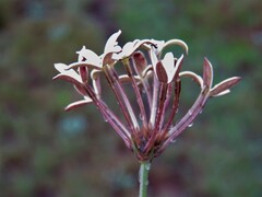 Kohautia amatymbica