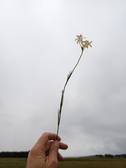 Kohautia amatymbica