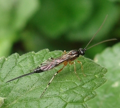 Pimplinae