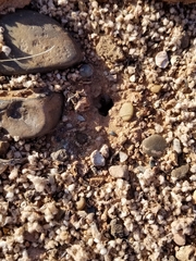 Pogonomyrmex rugosus