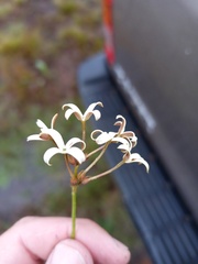 Kohautia amatymbica
