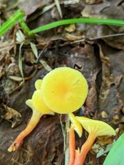 Hygrocybe parvula