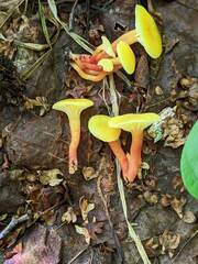 Hygrocybe parvula