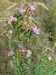 Lobostemon echioides