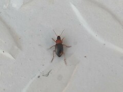 Calathus melanocephalus