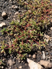 Portulaca pilosa