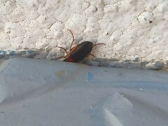 Calathus melanocephalus