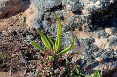 Tylecodon ventricosus
